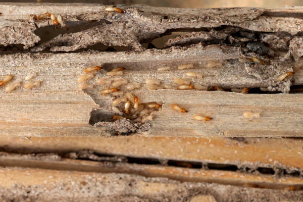 Best Pest Prevention Services  in Mcdonald, OH