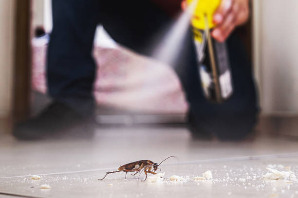 Best Ant Control Services  in Mcdonald, OH