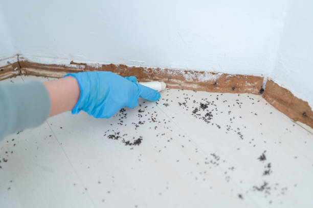 Flea Control Services in Mcdonald, OH